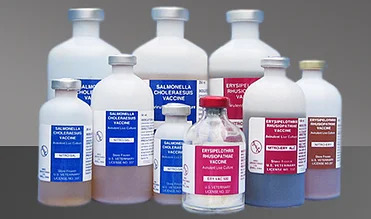Various labelled swine and turkey vaccine products in a variety of sizes.